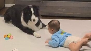 「何度見ても笑える」ドタバタ大慌て！生後7カ月赤ちゃんの“ある行動”に対する犬の反応が話題に「すっ転んでるのかわいすぎ」「驚き方がたまらん」【激かわアニマル＆キッズ奇跡の瞬間】