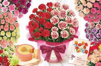 【母の日ギフト2026】1鉢で2色を楽しめる「2色カーネーション」に新色追加【おいもや】