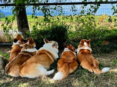 モフモフがいっぱい」うたた寝する飼い主を囲む“5匹のコーギー