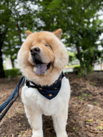 犬用バンダナ型ネッククーラー「もふクール」、楽天市場で販売開始