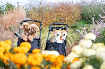 群馬の新たな大型ドッグイベント！【100店舗超が集結】「BOW PARADE(バウパレード)」初開催。愛犬と春の花々を歩く2日間。限定アクティビティやパレードも。『ぐんまフラワーパークプラス』