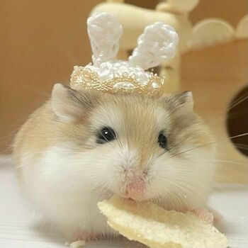 もしかして溶けてる！？暑さに負けたハムスターが取った大胆な行動に思わずキュン【激かわアニマル奇跡の瞬間】