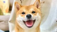 「だからやめとき言うたやろ！」猫が大好きな柴犬に起きた思わぬハプニング姿が話題！「顔が全てを物語ってますね」【激かわアニマル奇跡の瞬間 年末スペシャル 柴犬DAY】