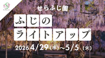 【広島／世羅】ふじのライトアップ「ふじとルピナスまつり」園内をライトアップします　4月29日から5月5日まで《せらふじ園》