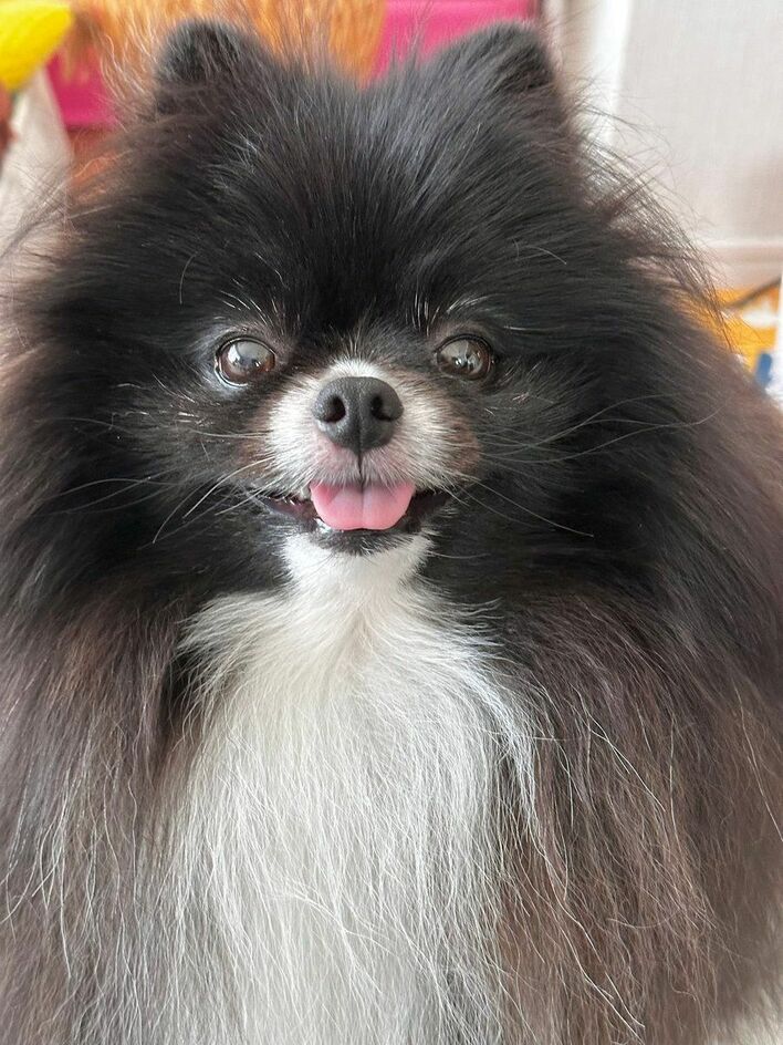 ポメラニアンの人様 雪がパールみたいだわ」輝きを放つポメラニアンが話題！妖精のような姿