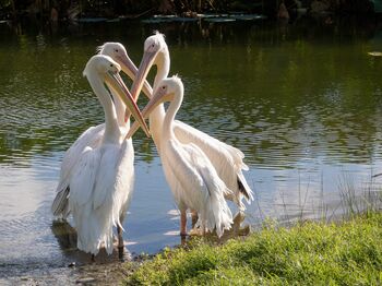 アイデムフォトギャラリー［シリウス］第17回写真を楽しむ仲間「せせらぎ」写真展 「どうしましょ　Choices」 期間：2026年3月12日（木）～3月18日（水）