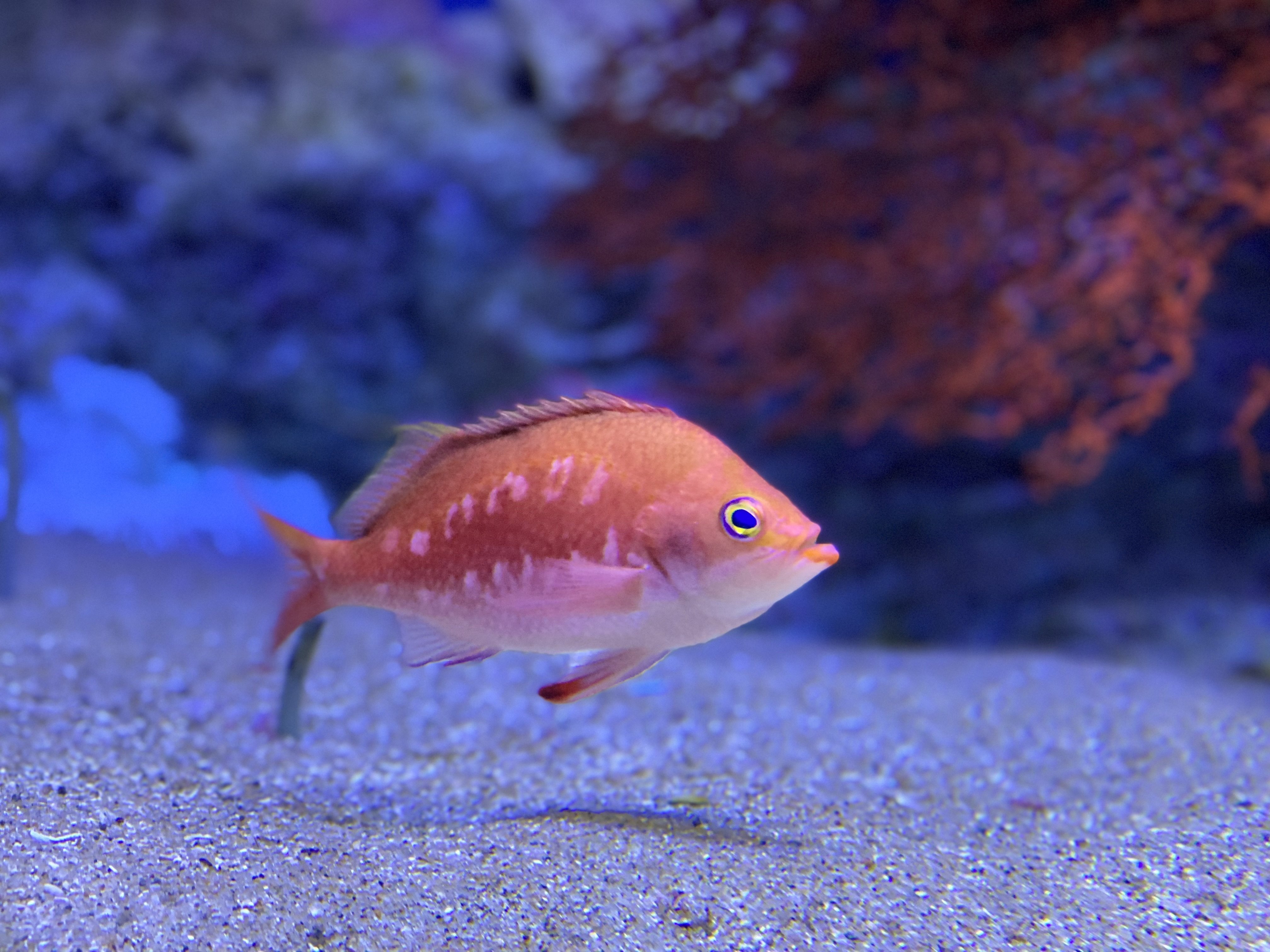 下田海中水族館】今年は菜の花も！海に棲む「桜」と「菜の花」も見よう