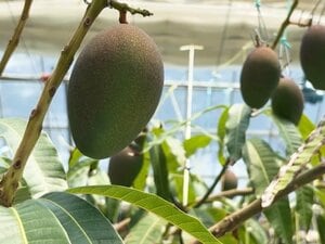 糖度は宮崎に負けない17度超…まさかの大阪産マンゴーを手がける農家を直撃！“非南国”で甘く育つ裏側に迫る『ウラマヨ！』