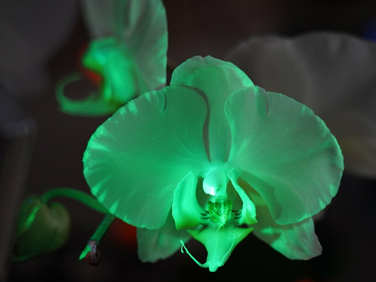 追加情報】「世界らん展2026‐花と緑の祭典‐」“世界に1株”、大好評