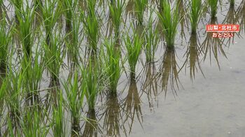 ブランド米の水田に重油が流出…盗難か 何者かがバルブ外す？ 山梨県北杜市