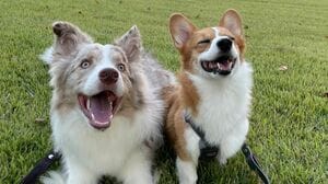 「いや、逆逆！」2匹のわんこに“ハウス”をさせたらまさかの行動に！？思わずツッコんでしまう展開に「ボケ打ち合わせした？」【激かわアニマル奇跡の瞬間 年末スペシャル コーギーDAY】