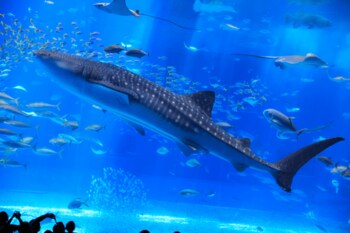 オリオンホテル モトブ リゾート＆スパ|夏休み特別イベント「親子で参加しよう！博士と学ぶ『美ら島アカデミー＠オリオンホテル モトブ リゾート＆スパ』」を開催