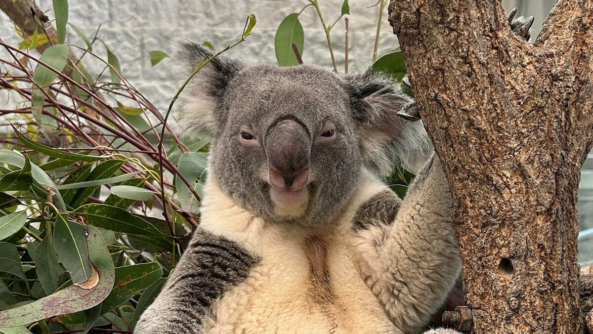 img_91f5633f97a6190a60394e43b2