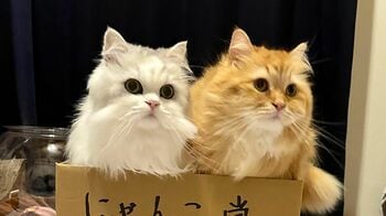 「かかってこいや！」ファイティングポーズ姿の猫が愛おしい！懸命に戦う様子に「思ってたより構えがしっかりしてる」【激かわアニマル奇跡の瞬間】