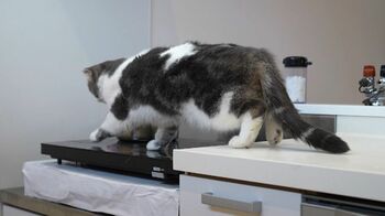 【注意】ペットの火災事故が増加  犬や猫が目を離した隙にコンロを点火  最新ロボット掃除機でも火事！対策は？