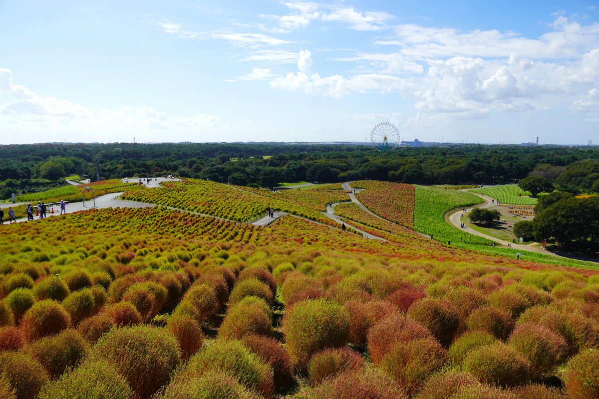 *876*コーヌコピア　写真立て 紅葉見頃を迎えたコキア (10/20撮影・国営ひたち海浜公園) #コキア