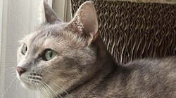 猫界の“ボディビルニャー”！？美背中な“筋肉ムキムキ”猫に「スタイル良き！」「頼もしいです」と反響【激かわアニマル奇跡の瞬間】