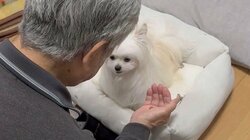 渋々おやつを食べたわんこの表情が一転！「これおいしいじゃん！」キラキラな瞳で感動する姿に「にっこりしててかわいい！」【激かわアニマル奇跡の瞬間】