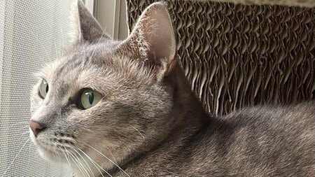 猫界の“ボディビルニャー”！？美背中な“筋肉ムキムキ”猫に「スタイル良き！」「頼もしいです」と反響【激かわアニマル奇跡の瞬間 猫の日スペシャル】