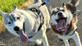 『犬を飼って初めて言った言葉「お兄ちゃんを食べないよ」』2匹のわんこの“衝撃カット”が話題！「声出して笑った」「表情の温度差(笑)」【激かわアニマル奇跡の瞬間】