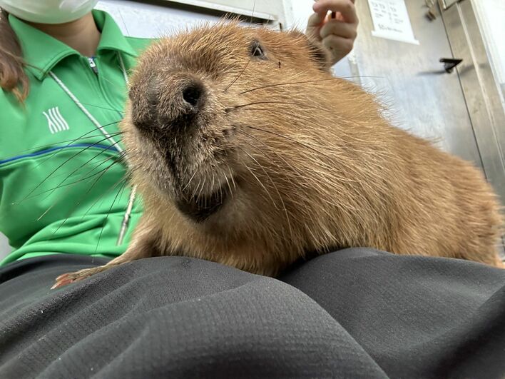 幸せすぎて鬼リピ」3頭のビーバー“破壊力抜群の寝姿”にとりこになる人