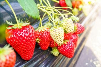 休暇村館山では、平日限定でいちご狩り30分食べ放題チケットが付いた宿泊プランを1月13日より販売　～皇室献上の確かな品質。館山のいちごを思う存分お召し上がりください～