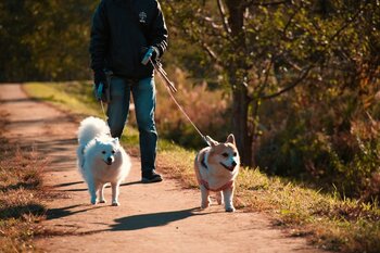 犬の多頭飼い｜97.50％が「して良かった」と回答、飼育頭数は「2匹」が約8割で最多、多頭飼いの魅力と注意点を調査【コノコトトモニ】