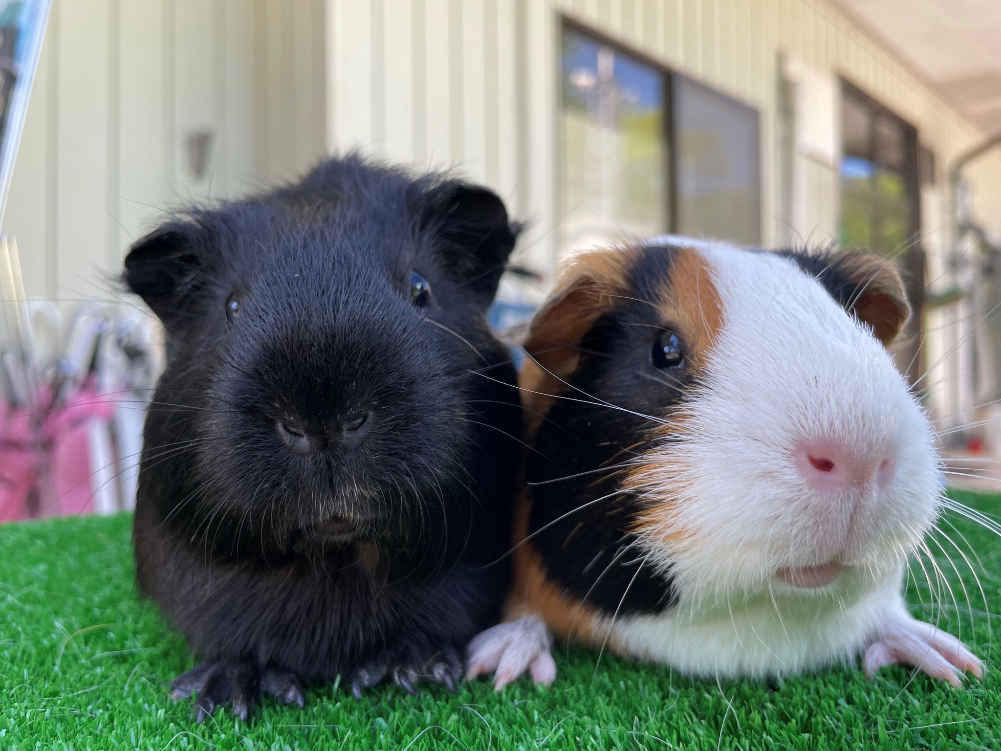 2匹のモルモットのバトルに新たな刺客が！大好物をめぐり綱引き対決で