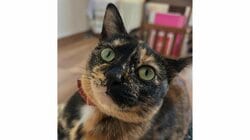 「何この子！？」衝撃的な“ヨガポーズ”をする猫に反響！“スゴ技”で子供たちに大笑いされるも…気にせず寝始める！？「最上級の癒やし」【激かわアニマル奇跡の瞬間】