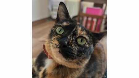 「何この子！？」衝撃的な“ヨガポーズ”をする猫に反響！“スゴ技”で子供たちに大笑いされるも…気にせず寝始める！？「最上級の癒やし」【激かわアニマル奇跡の瞬間】