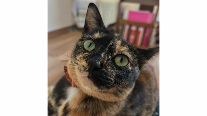 「何この子！？」衝撃的な“ヨガポーズ”をする猫に反響！“スゴ技”で子供たちに大笑いされるも…気にせず寝始める！？「最上級の癒やし」【激かわアニマル奇跡の瞬間】