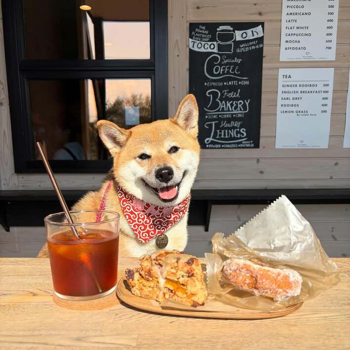 柴犬が好きすぎる子猫が話題！全身にくまなく甘がみやキスなど“激しい