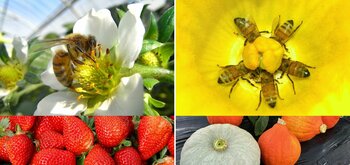 フジフイルム スクエア 企画写真展　ミツバチはこんなに楽しい！―小さな生き物の大きなチカラ―
