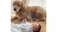 「育児の道は険しいねぇ」ゴールデンレトリバーが生後6カ月の赤ちゃんをあやすも失敗！？“兄”の困り顔に注目【激かわアニマル奇跡の瞬間 年末スペシャル ゴールデン・レトリーバーDAY】
