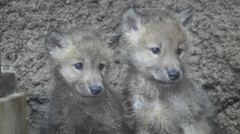 「天使の寝顔！」ホッキョクオオカミの赤ちゃん　2頭がシンクロする仲良しショットに絶賛の声【激かわアニマル奇跡の瞬間】