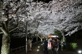 『海と桜の絶景陽桜』『関西最大級のエンタメ夜桜』昼も夜も楽しめる須磨の桜イベント「敦盛桜２０２６」を今年も開催！
