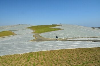 ネモフィラの霜よけシートの撤去が始まっています。（国営ひたち海浜公園）