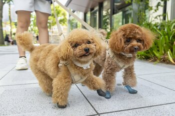 御堂筋で犬の靴を試着できる体験型イベント、3月7日・8日に開催