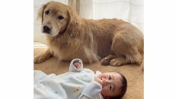 「育児の道は険しいねぇ」ゴールデンレトリバーが生後6カ月の赤ちゃんをあやすも失敗！？“兄”の困り顔に注目【激かわキッズ＆アニマル奇跡の瞬間】