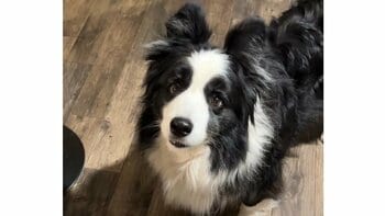 やきもちのあまり“特大割り込み犬”登場！？「僕をなでてよ！」と言わんばかりに甘えるわんこが「かわいすぎる」と話題【激かわアニマル奇跡の瞬間】