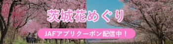 【JAF茨城】県内の花の名所をお得にドライブ！「花めぐり～JAFアプリクーポンでお得に楽しむ茨城の春～」を実施しております
