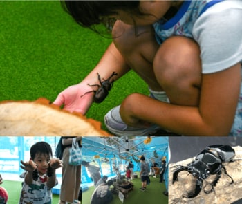 見て、触れて、知る。体感型イベント「カブトムシハウス」まもなく開催！【国営ひたち海浜公園】