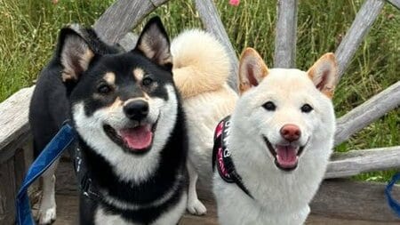 「想像を超えた」柴犬がコーナーで“エグい曲がり方”をする姿に大反響！おっとりわんこが見せた華麗なステップに「攻めすぎ攻めすぎ」【激かわアニマル奇跡の瞬間】