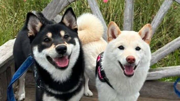【画像12枚】「想像を超えた」おっとり柴犬が華麗なステップで角を曲がる姿を見る