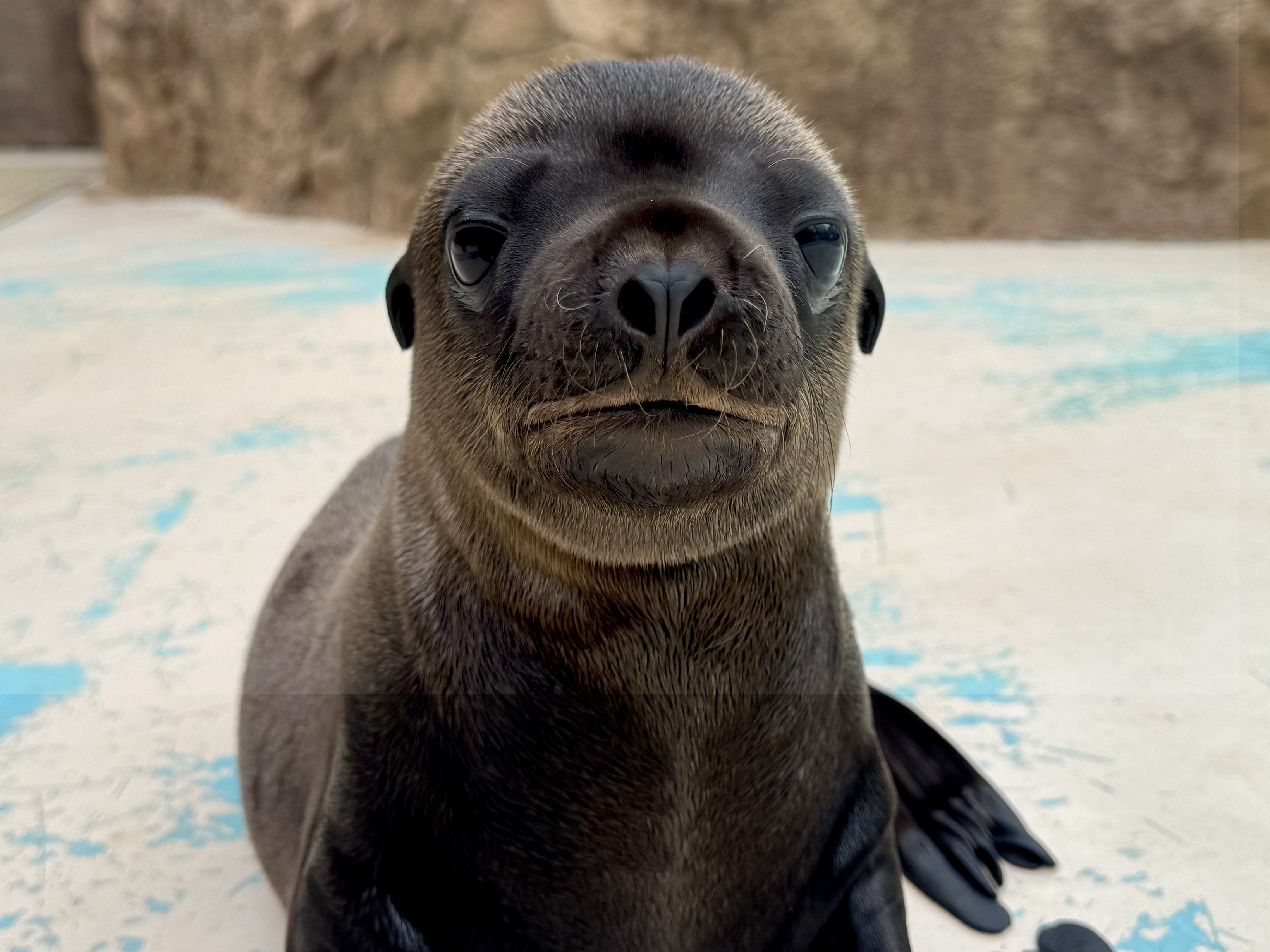 オウオウアシカ サンシャイン水族館で6月に生まれた新しい仲間 アシカの仔の愛称