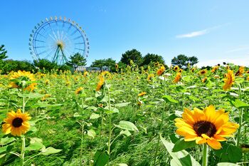 バラエティに富んだヒマワリたち、見頃を迎えました（国営ひたち海浜公園）
