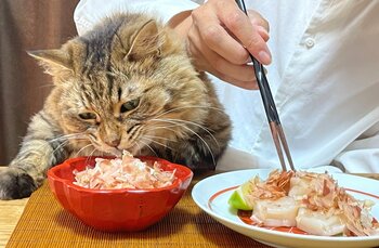 “一緒に食べる幸せ” 人と猫がシェアできる老舗メーカーの本枯節　　『猫節』がペテモ幕張新都心に初上陸！