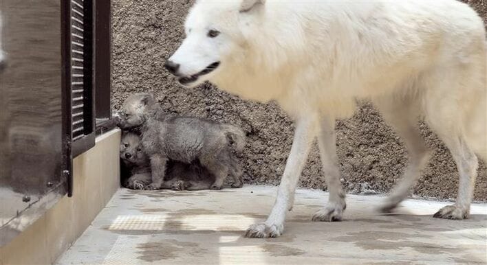 つぶらな瞳が愛くるしい！国内初ホッキョクオオカミの赤ちゃんが2頭