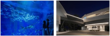 【神戸須磨シーワールド】幻想的な空間でゆったりと夜の生きものを観察　夜の水族館「ナイトアクアライブ」開催　期間：2026年3月21日（土）～4月5日（日）