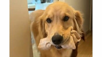 「悲壮感が伝わってくる」雨の日の散歩前は“この世の終わり”！？ゴールデン・レトリーバーの表情に「会社行きたくない時のわいやん」と反響【激かわアニマル奇跡の瞬間】